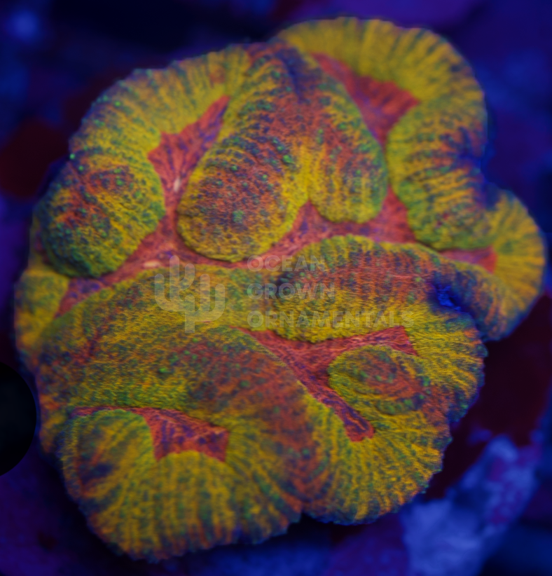 Red Mouth Rainbow Flame
